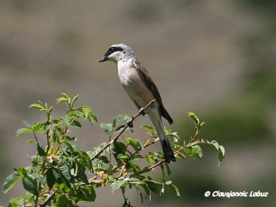 Red-backed Shrike / Rødrygget tornskadeg