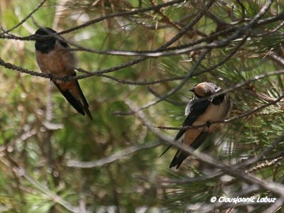 Red-rumped Swallow / Rødrygget svale