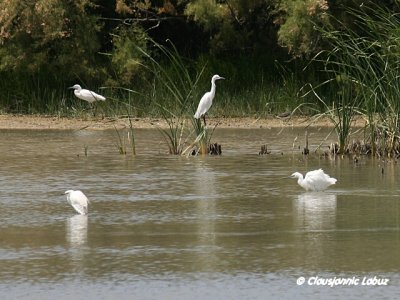 Littke Egret / Silkehejre