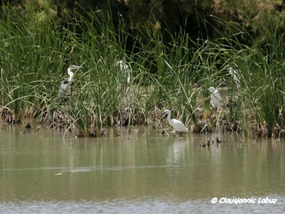 Littke Egret / Silkehejre