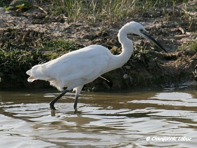 Littke Egret / Silkehejre