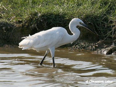 Littke Egret / Silkehejre