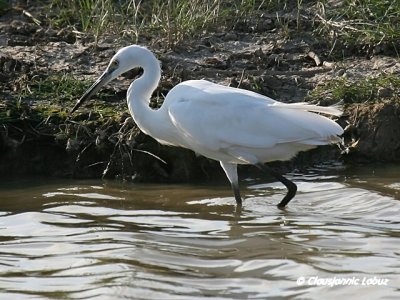 Littke Egret / Silkehejre
