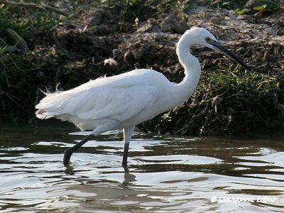 Littke Egret / Silkehejre
