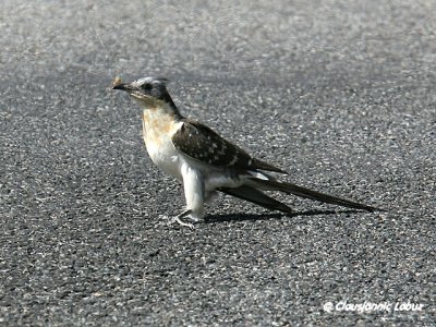 Great Spotted Cuckoo / Skadegg