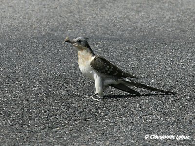 Great Spotted Cuckoo / Skadegg