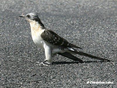 Great Spotted Cuckoo / Skadegg