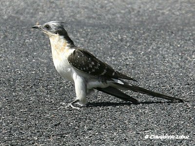 Great Spotted Cuckoo / Skadegøg