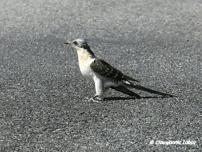 Great Spotted Cuckoo / Skadegøg