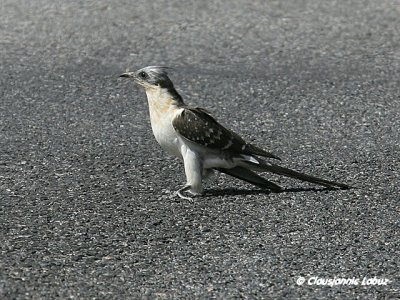 Great Spotted Cuckoo / Skadegg