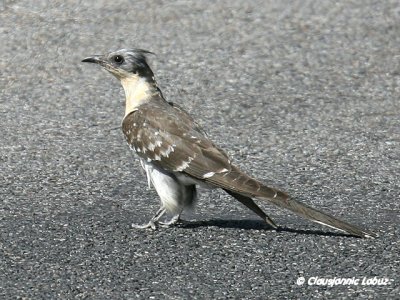 Great Spotted Cuckoo / Skadegøg