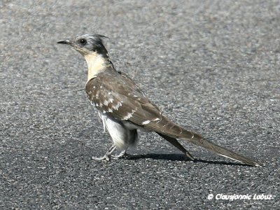 Great Spotted Cuckoo / Skadegg