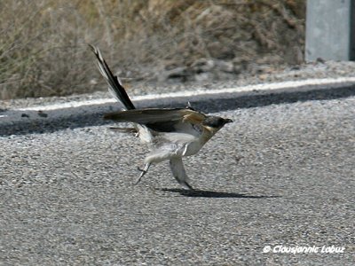 Great Spotted Cuckoo / Skadegg