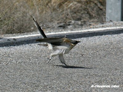 Great Spotted Cuckoo / Skadegøg