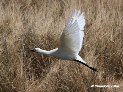 Spoonbill / Skestork - Coto Doñana