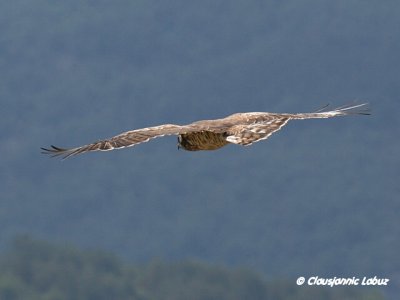 Short-toed Snake Eagle / Slangeørn