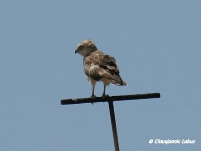 Short-toed Snake Eagle / Slangeørn - Coto Doñana