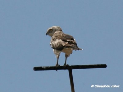 Short-toed Snake Eagle / Slangeørn - Coto Doñana
