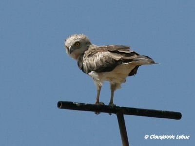 Short-toed Snake Eagle / Slangeørn - Coto Doñana