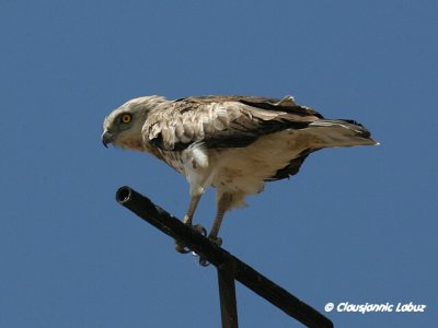 Short-toed Snake Eagle / Slangeørn - Coto Doñana