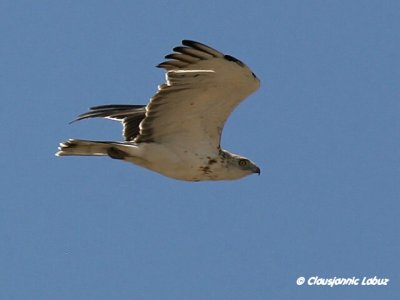 Short-toed Snake Eagle / Slangeørn - Coto Doñana