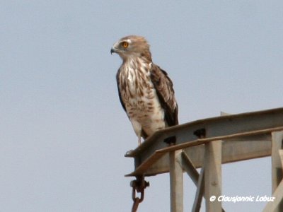 Short-toed Snake Eagle / Slangeørn