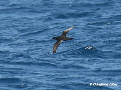 Sooty Shearwater / Sodfarvet skråpe