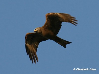 Black Kite / Sort glente