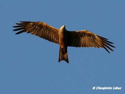 Black Kite / Sort glente