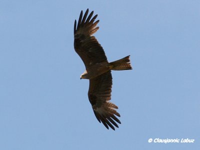 Black Kite / Sort glente