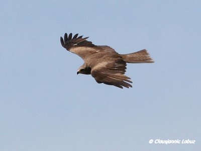 Black Kite / Sort glente