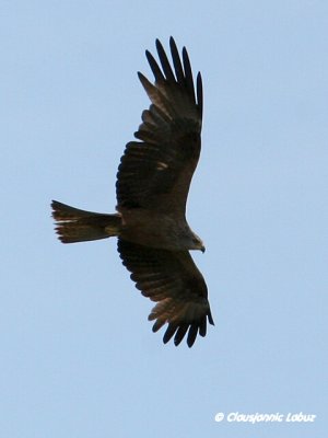 Black Kite / Sort glente