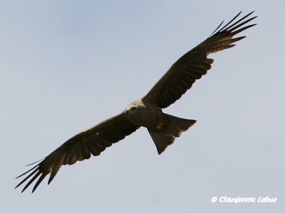 Black Kite / Sort glente