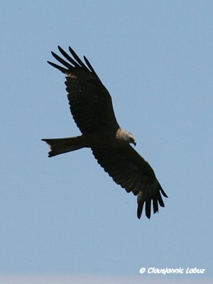 Black Kite / Sort glente