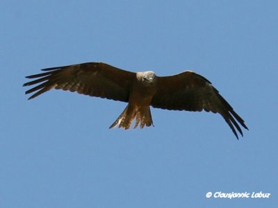 Black Kite / Sort glente