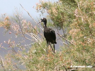 Glossy Ibis / Sort Ibis - Coto Doñana