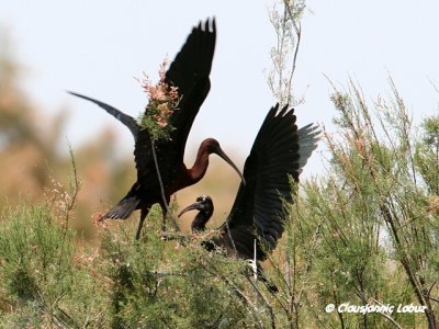 Glossy Ibis / Sort Ibis - Coto Doñana