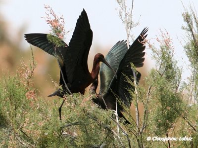 Glossy Ibis / Sort Ibis - Coto Doñana