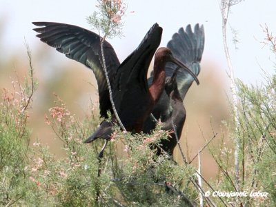 Glossy Ibis / Sort Ibis - Coto Doñana