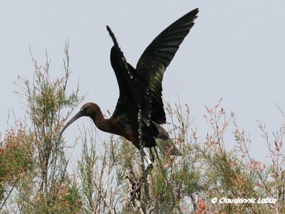 Glossy Ibis / Sort Ibis - Coto Doñana
