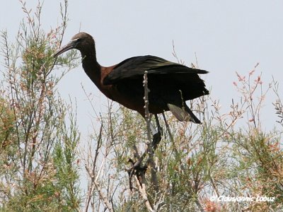 Glossy Ibis / Sort Ibis - Coto Doñana