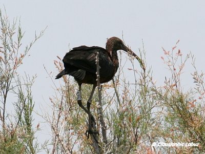 Glossy Ibis / Sort Ibis - Coto Doñana