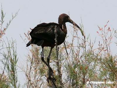 Glossy Ibis / Sort Ibis - Coto Doñana