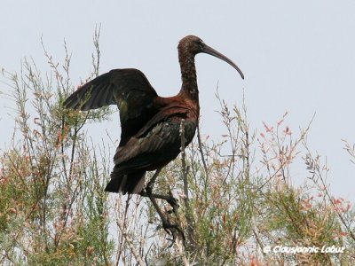 Glossy Ibis / Sort Ibis - Coto Doñana