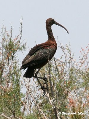 Glossy Ibis / Sort Ibis - Coto Doñana