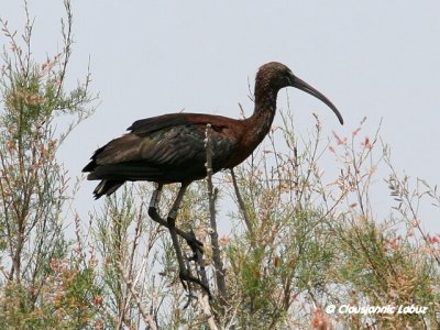 Glossy Ibis / Sort Ibis - Coto Doñana