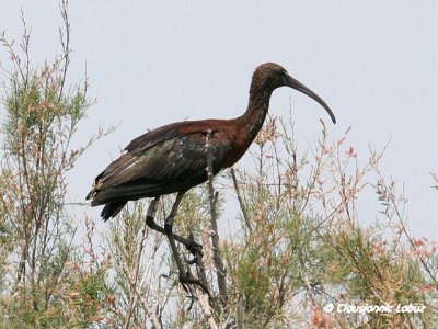 Glossy Ibis / Sort Ibis - Coto Doñana