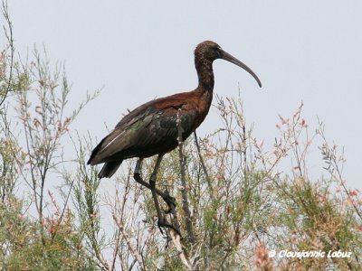 Glossy Ibis / Sort Ibis - Coto Doñana