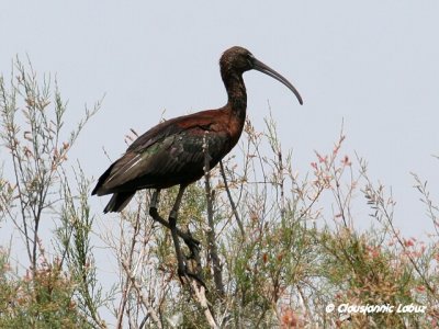Glossy Ibis / Sort Ibis - Coto Doñana