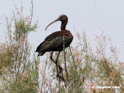 Glossy Ibis / Sort Ibis - Coto Doñana